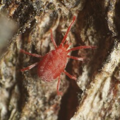 Balaustium