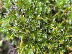 Syntrichia laevipila