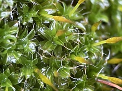 Syntrichia laevipila