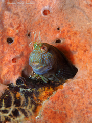 Parablennius marmoreus