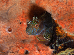 Parablennius marmoreus