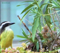 Pitangus sulphuratus