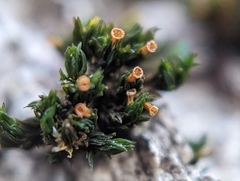 Orthotrichum