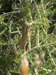 Ochrilidia pruinosa