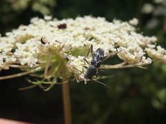 Chlorophorus sartor