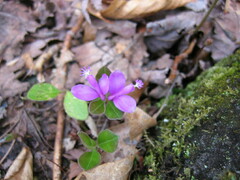 Polygaloides paucifolia