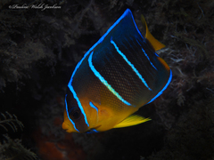 Holacanthus bermudensis