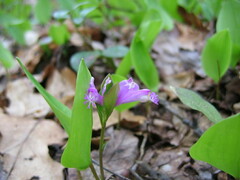 Polygaloides paucifolia