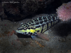 Serranus tigrinus