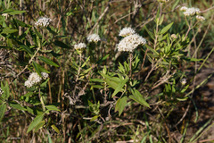 Grazielia intermedia