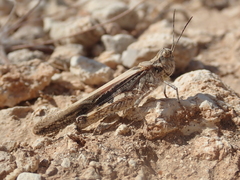 Acrotylus