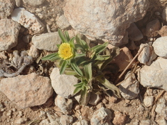 Asteriscus aquaticus