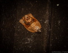 Acroceuthes metaxanthana