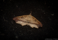 Philogethes metableta