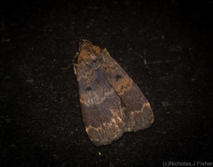 Hydrillodes funestalis