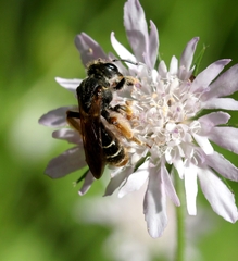 Andrena hattorfiana