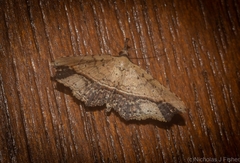 Philogethes metableta