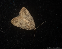 Tolpia conscitulana