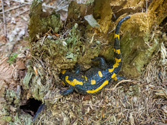 Salamandra salamandra