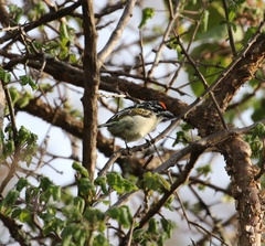 Pogoniulus pusillus