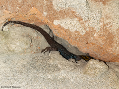 Gonatodes caudiscutatus