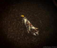 Monopis chrysogramma