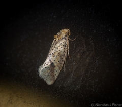 Azaleodes micronipha