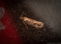 Erythrobapta haemalea