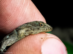 Gonatodes caudiscutatus