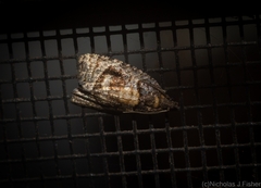 Asthenoptycha