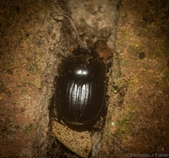 Onthophagus neostenocerus