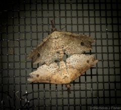 Philogethes metableta