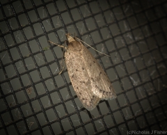 Eulechria convictella