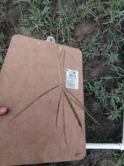 Bothriochloa ischaemum