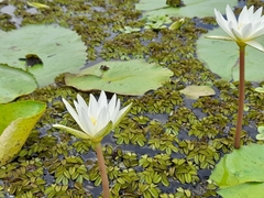 Nymphaea ampla