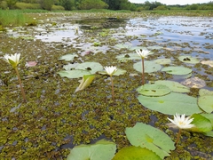 Nymphaea ampla