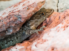 Gonatodes caudiscutatus