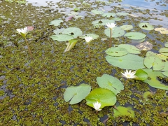 Nymphaea ampla