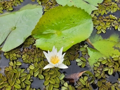 Nymphaea ampla