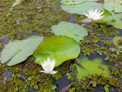 Nymphaea ampla