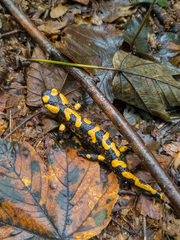Salamandra salamandra