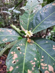 Paypayrola blanchetiana