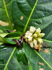 Paypayrola blanchetiana
