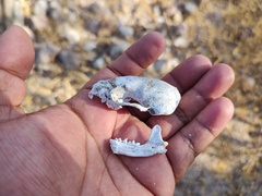 Spilogale gracilis