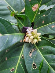 Paypayrola blanchetiana