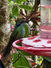 Colibri cyanotus