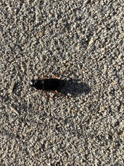 Harpalus pensylvanicus