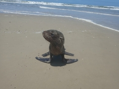 Arctocephalus