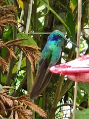 Colibri cyanotus