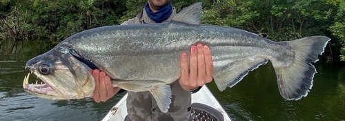 Payara (Hydrolycus armatus) — Cynodontidae — 2